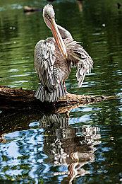 从批评到支持！CDPR开发者被迫改变对《刺客信条：影》的立场